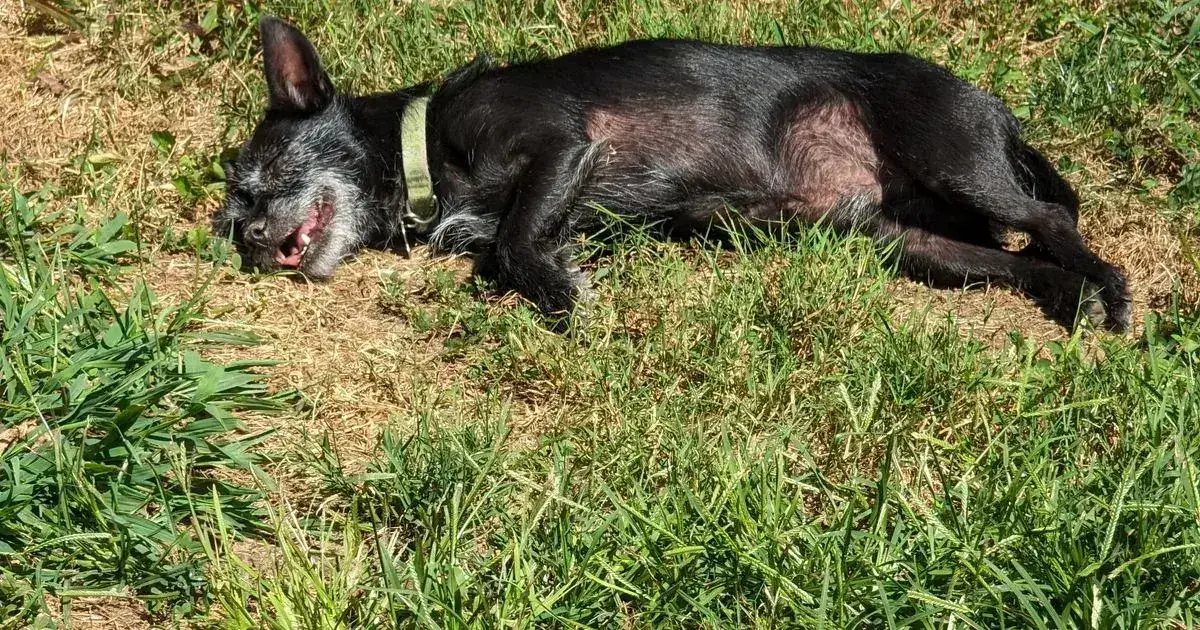 Cannabis and pets: keeping animals safe