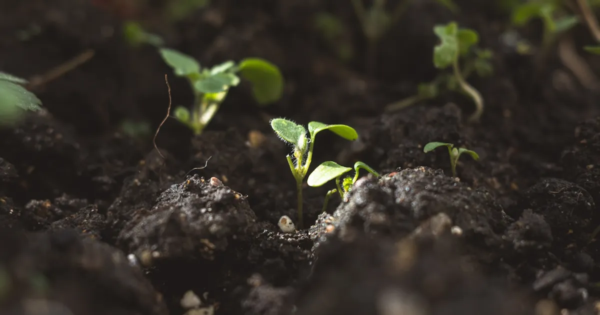 Cannabis seeds and germination basics