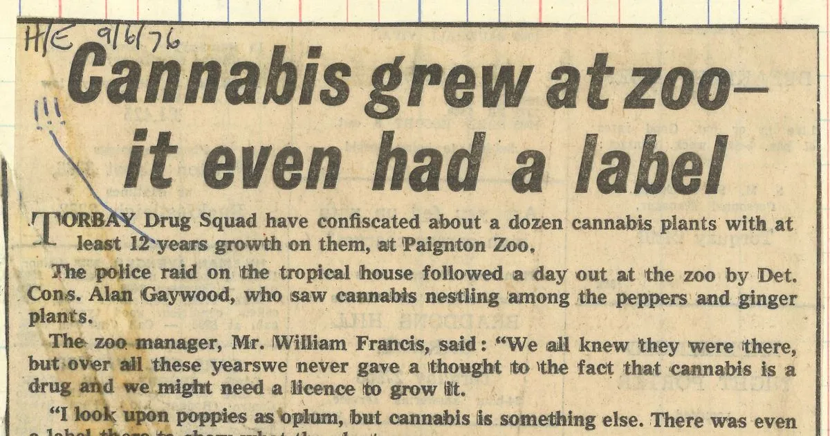 Growing cannabis at home in Canada: the basics